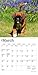 Boxer Puppies | 2026 7 x 14 Inch (Hanging) Monthly Mini Wall Calendar | BrownTrout | Animals Dog Breeds Puppy