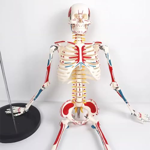 Squelette 85 cm médical avec nerfs et vaisseaux AMITD pour étude anatomique