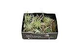tillandsia usneoides prix Tamaño aproximado 5cm. DECOALIVE Set de 5 Tillandsias Naturales de Muchas Especies