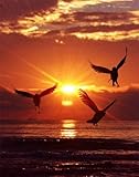 1000 Piece Jigsaw Puzzle for Adults and Kids Age 12 Years Up-Aves,Siluetas,Amanecer 70x50cm