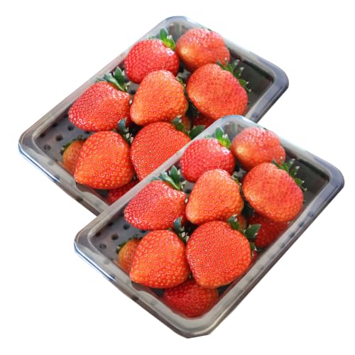 [先行予約 26年5月発送]春夏イチゴ「ゆきララ」計600g