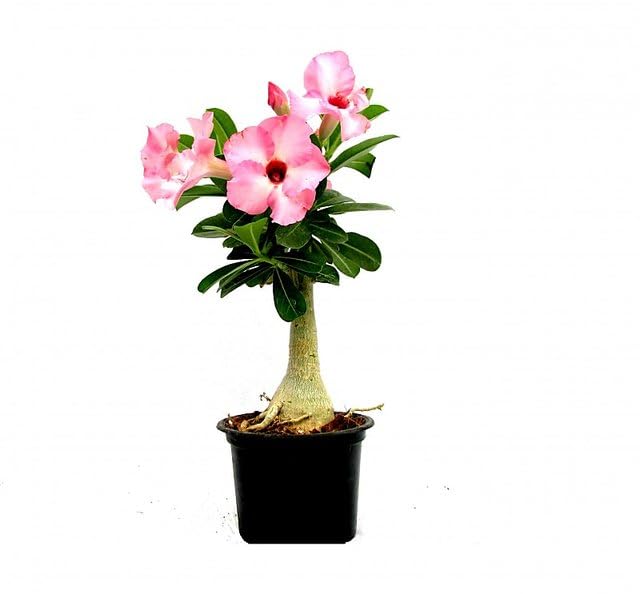 See full amazon price history chart for Bonsai plants for home indoor live real,Adenium bonsai plant (Pack of 1 WITH POT) Bonsai plants for home indoor live real,Adenium bonsai plant (Pack of 1 WITH POT) (B0CQ56DGM6) Amazon Price History, Amazon Price Tracker