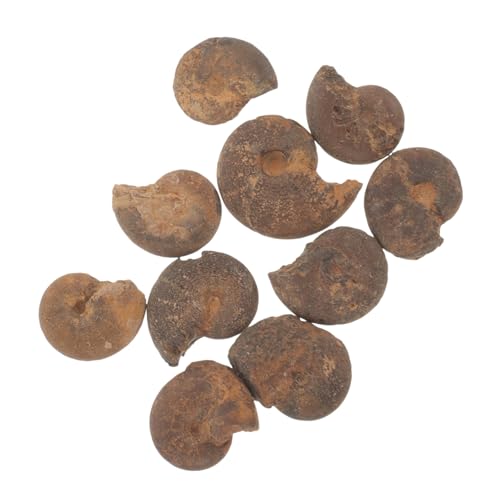 PRETYZOOM Pcs Ammonite Charms Educational Models Geology Study Specimen Toys for Boys and Girls Present Intricate Spiral Patterns