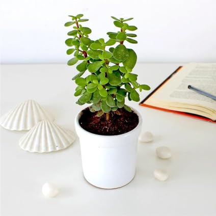 Jade Plant (Crassula), Lucky Plant, Good Luck Plant Live Indoor Air Purifying Plant with Decorative Pot | Planted With Love and care | Packed with care and precautions-image-9