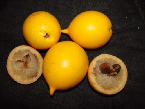 Amazon.com : 1 Abiu Pouteria Caimito The Emperor's Golden Fruit