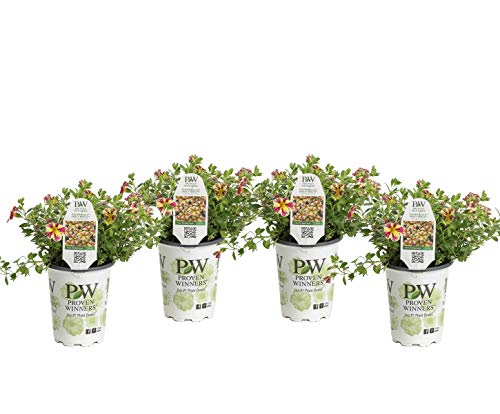 Superbells Holy Moly! (Calibrachoa) Live Plant, Mottled Yellow and Pink Flowers, 4.25 in. Grande, 4-pack