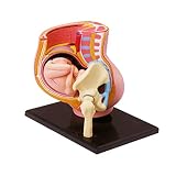 N A 4D Vision Schwangerschaft Torso Anatomie Modell Medical Anatomical Pregnant Human Female Becken Mit Schwangerschaft 9 Monate Baby Fetus Modell Lebensgröße Mit Abnehmbaren Organen
