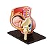 Produktbild N \ A 4D Vision Schwangerschaft Torso Anatomie Modell Medical Anatomical Pregnant Human Female Becken Mit Schwangerschaft 9 Monate Baby Fetus Modell Lebensgröße Mit Abnehmbaren Organen