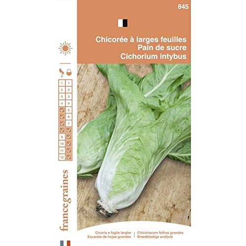 France Graines - Chicorée Pain de Sucre
