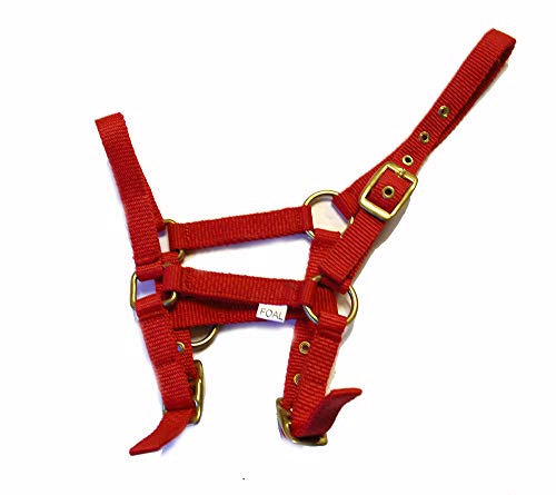 Rhinegold Collar de Nailon de Potro - Rojo