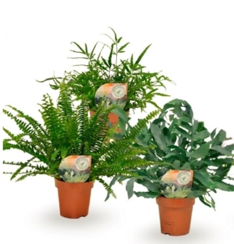 Pack de 3 plantas naturales Helecho Mix variado, 30-35 cm. Planta de follaje verde y frondoso, ideal para interiores. Segura Garden.