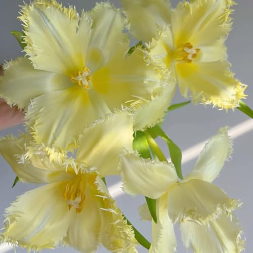 bulbos de tulipán, perenne resistente, otoño, primavera tulipán, ramo, balcón ación temprana balcón, decoración jardín exterior, 7pcs