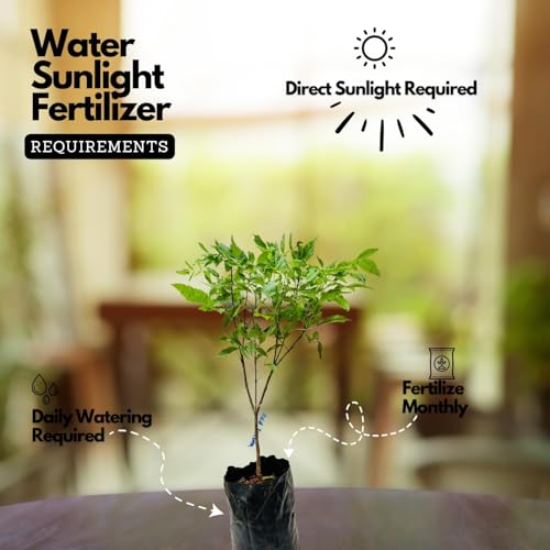 Image of Red Tecoma /Tikoma Flower Plant With Pot - For Garden Outdoor live Healthy Plant With Plastic Pot