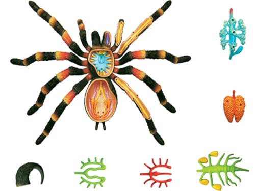 Modèle anatomique Spider 4D AMITD avec 33 pièces pour étude