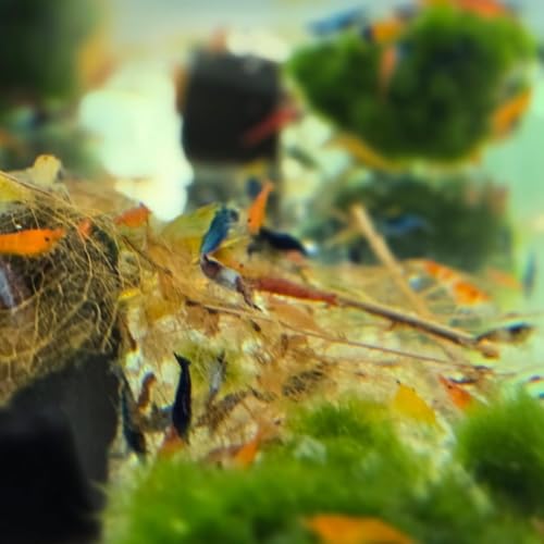 Image of Swimming Creatures Freshwater Aquarium Shrimp - A Perfect Combo to Brighten Your Aquarium! (20 Mixed + 1 Bunch Hornwort)