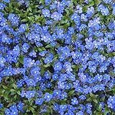 Semi di Fiori blu Speedwell
