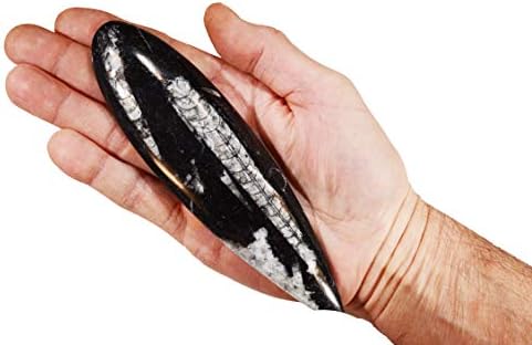 Rock Your Chakra Orthoceras Fossil 5 1/2" Morocco Rocks Minerals Root Chakra Healing Crystals and Stones