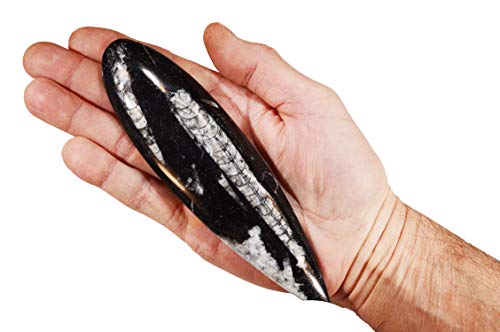 Rock Your Chakra Orthoceras Fossil 5 1/2" Morocco Rocks Minerals Root Chakra Healing Crystals and Stones