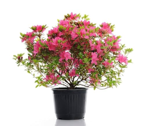 Autumn Fire Red Encore Azalea Shrub – Evergreen Azalea with Vibrant Red Blooms, Reblooming Hardy Shrub for Garden & Landscape (5 Gallon/Potted/Set of 2 Plants)