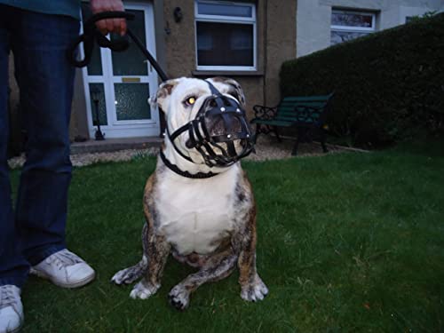 Muselière légère en cuir pour chien brachycéphale avec aération optimale