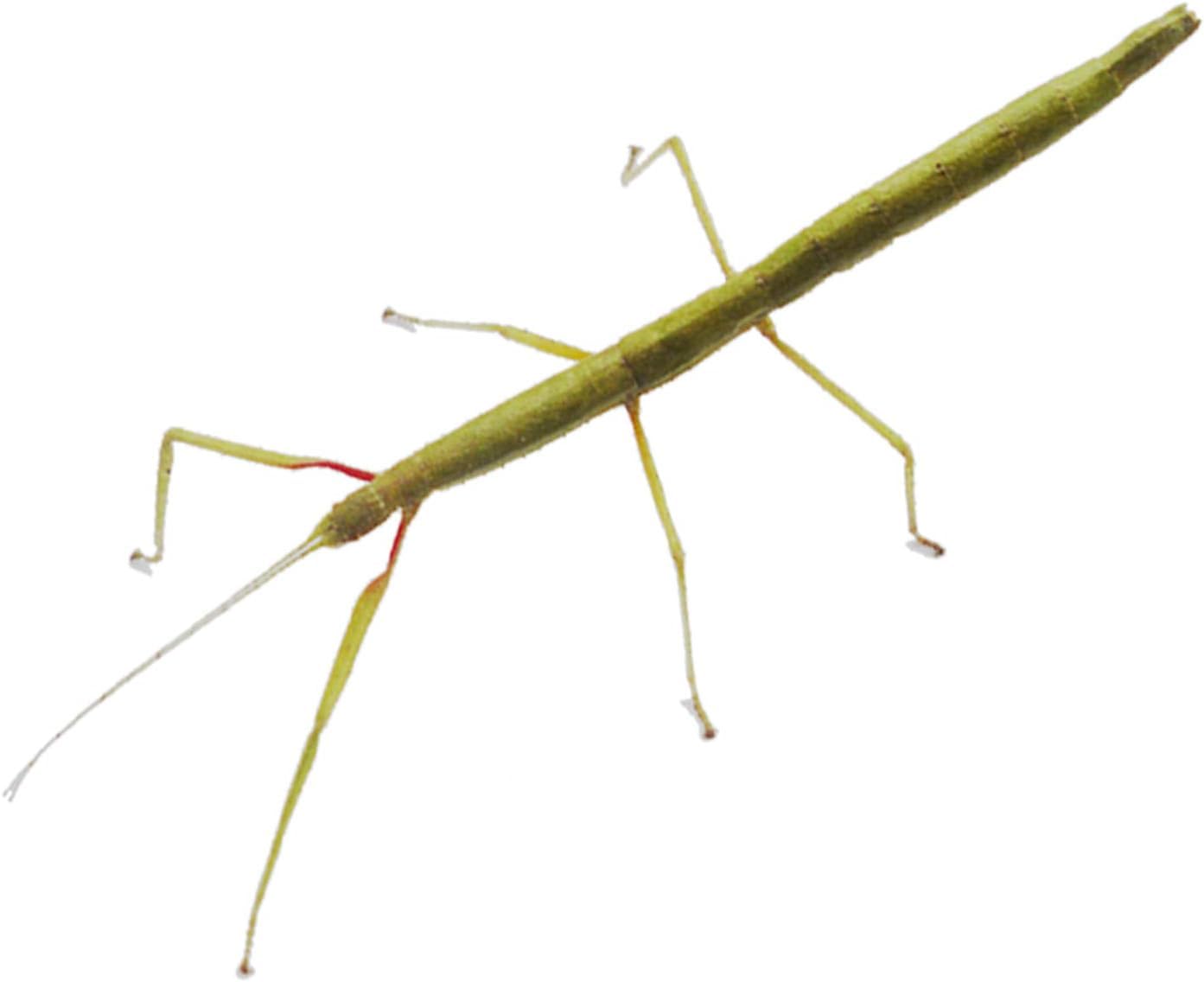 Indian Stick Insects, 8-10cm, Set of 5, Comes with Leaves for Feeding, 12 Months Lifespan, Beginner Care Level