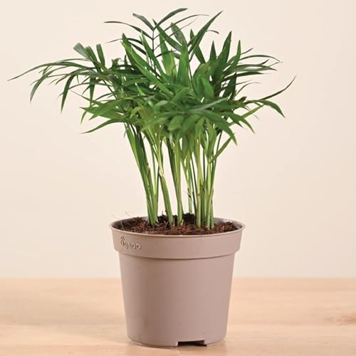 Ugaoo Air Purifying Bamboo Palm Live Plant With Grow Pot
