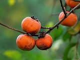 3 Persimmon Tree Live Plant 12-24 Inch Potted Fruit Tree (3 Pack)