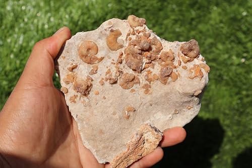 Image of Douvilleiceras & Gastropods Plate Cretaceous Fossils Fossils from Morocco Fossil Rock ammonites Fossil A124