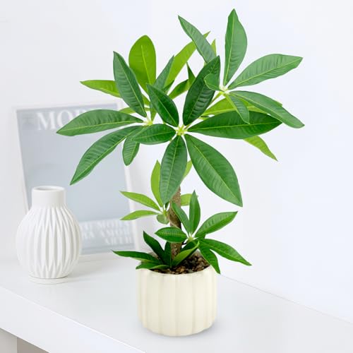 WOHSEROM Small Money Tree Bonsai 15.2inch Artificial Desk Plant in White Ceramic Pot, Realistic...