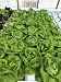 Hydroponic Buttercrunch Lettuce Seeds - REX - Pelleted - Certified Non-GMO NFT DWC Boston Bibb (50 seeds)