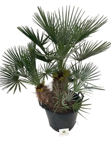 Chamaerops Humilis ‘Cerifera”, una specie variabile, originaria delle montagne dell'Atlante del Marocco, che cresce ad altitudini fino a 1700 metri.