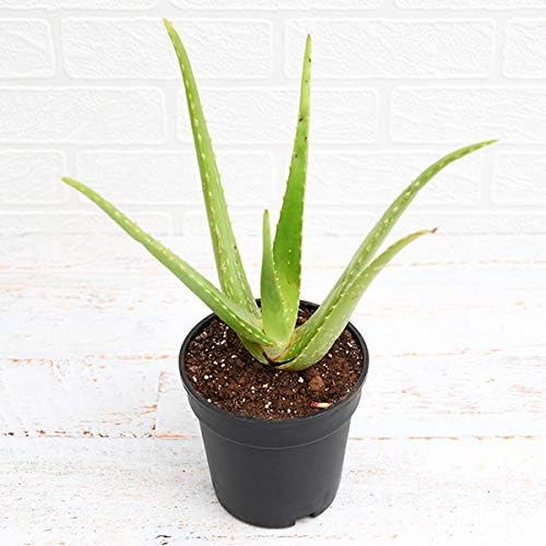 Generic Best Air Purifier Indoor Plants for Home with Pot - Aloe Vera