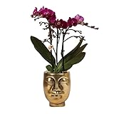 PFLEGE | Die Orchidee mag einen hellen Standort, aber kein direktes Sonnenlicht. Die Orchidee mag weder die Obstschale (Ethylen) noch den Herd oder die Heizung, also sind auch diese Orte zu meiden. Tauchen Sie Ihre Orchidee einmal pro Woche in Wasser, damit sie ihre Wurzeln mit Wasser auffüllen kann. Lassen Sie die Orchidee gut abtropfen, bevor Sie sie wieder in ihren Ziertopf setzen.