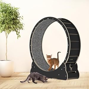 Cat Wheel, 35.4” Cat Exercise Wheel with 2 Anti-Scratch Pads, Solid Wood Cat Wheel Exerciser for Indoor Cats for Walking, Running, Training, Cat Treadmill Suitable for Most Cats (Black)