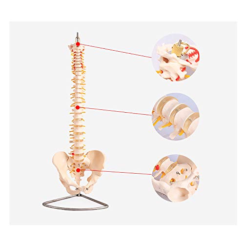 Modèle de colonne vertébrale humaine anatomique pour l'étude orthopédique - 4