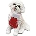 Sandicast Bichon Frise with Stocking Christmas Ornament