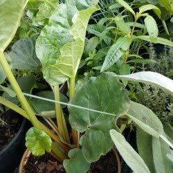 Rhubarbe à côte - Rheum rhabarbarum (lot de 3 pieds) Cover