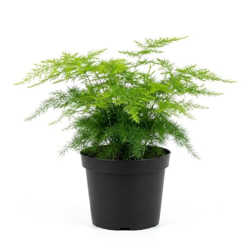 NYGardenia 4 Inch Pot Asparagus Fern Live Plant Soft Feathery Foliage Easy Care Indoor Houseplant