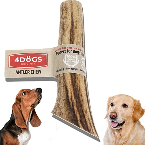 4 Dogs Original Juguete masticable asta de Ciervo para Perros - M - 12 cm Entero - Hueso masticable Hueso para Perros astas 100% Natural - 1 Pieza