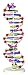 Parco Scientific MOLE1001 DNA Model