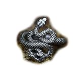 Snake Serpent Ring Silver Ouroboros Head Stainless Steel Alloy Natural Born Killers Leviathan Poseidon Coiled Jungle Sea Beach Pirate Auryn Lovecraft HP Cobra Silver Resize-able by Dan's Collectibles (NBKsnk5)