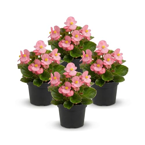Live Begonia - Green Leaf Ambassador Pink (4 Per Pack) Beautiful Shade Annual Ships 8 Tall by 4 Wide in 1 Pt Pot