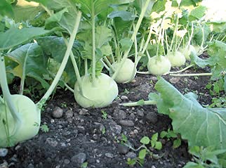 Golden Hills Farm Hybrid Kohlrabi Organic F1 Hybrid Seeds Small Pack 500+ seeds (B096G7XD83) Amazon Price History, Amazon Price Tracker