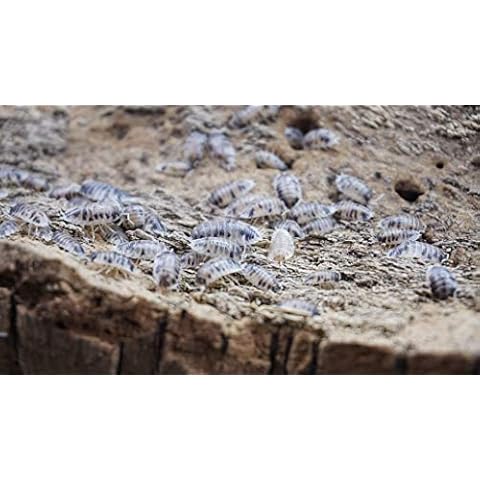 Bugzy Bugs Dairy Cow Porcellio Laevis 15 Count Live Isopods Roly Poly Cleanup Crew Reptile Food Terrarium Vivarium Cover