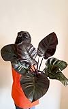 PHILODENDRON IMPERIAL RED Natural Planta de Interior Frondosa Alta Grande