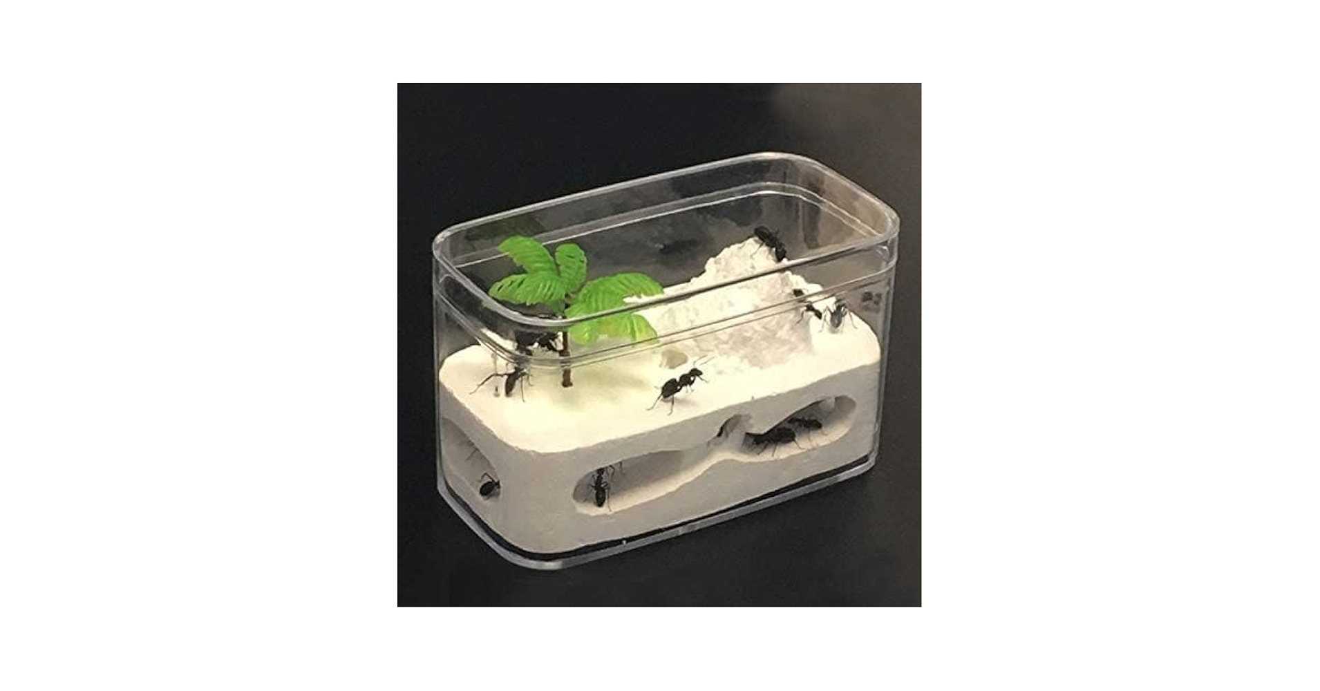 Amazon | TBRFP アリ飼育キット 爬虫類飼育ケース 石膏製巣箱