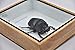 Real Exotic Elephant Dung Beetle Specimen (Heliocopris Dominus) FEMALE - Preserved Taxidermy Insect Bug Collection Framed in a Wooden Box as Pictured