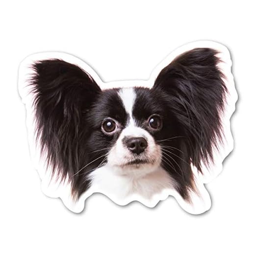 Magnet America (Black) Papillon Dog Magnet is 3.875" x 4.875" Made for Vehicles and Refrigerators