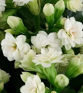 Guruji Plantation Kalanchoe Plant White Color Flower Healthy Natural with Plastic Pot