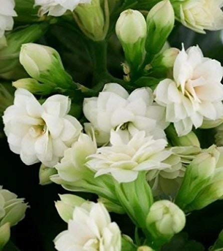 Guruji Plantation Kalanchoe Plant White Color Flower Healthy Natural with Plastic Pot (B08Y7MPTX3) Amazon Price History, Amazon Price Tracker